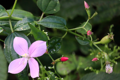 Arthrostemma ciliatum