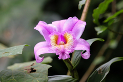 Sobralia warszewiczii