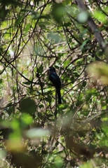 Trogon
