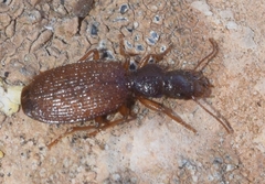 Trymosternus onychinus
