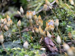 Pogonatum aloides