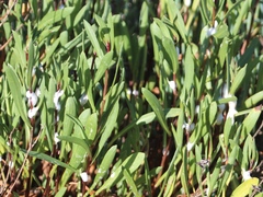 Grindelia stricta angustifolia