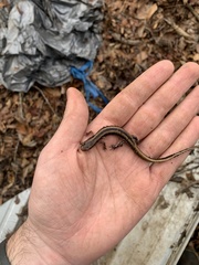 Eurycea guttolineata