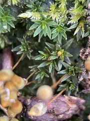 Pogonatum aloides