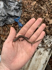 Eurycea guttolineata