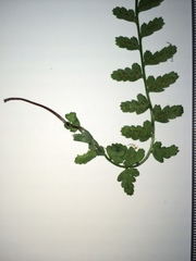 Asplenium bradleyi
