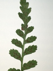 Asplenium bradleyi
