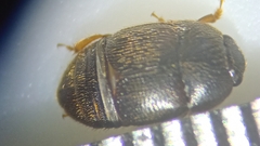 Coleoptera