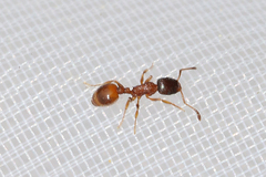Temnothorax tuberum