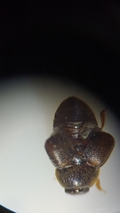 Coleoptera