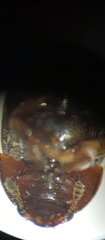 Coleoptera