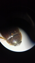 Coleoptera