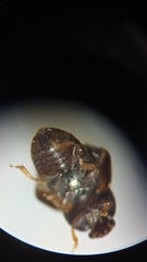 Coleoptera