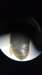 Coleoptera