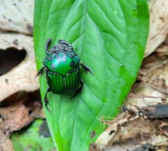 Oxysternon conspicillatum