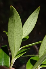 Metrosideros umbellata