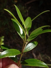 Metrosideros umbellata