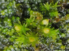 Orthotrichum pusillum