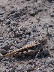 Acrotylus humbertianus