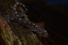 Lepidodactylus orientalis