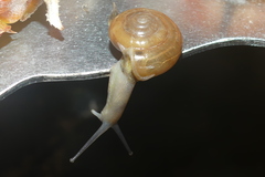 Macrochlamydinae