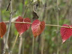 Cissus repanda