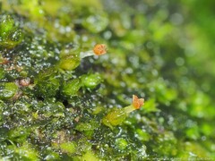 Frullania virginica