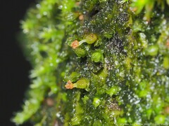 Frullania virginica
