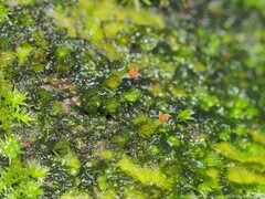 Frullania virginica