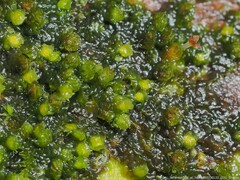 Frullania virginica