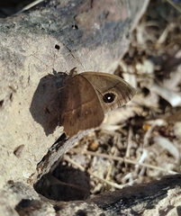 Mycalesis
