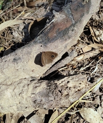 Mycalesis