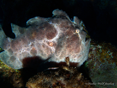 Antennarius commerson