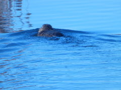 Myocastor coypus