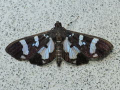 Desmia bajulalis