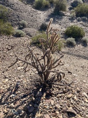 Cylindropuntia acanthocarpa
