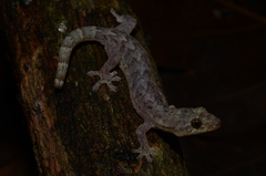 Lepidodactylus orientalis