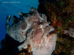 Antennarius commerson