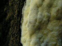 Trichoderma citrinum