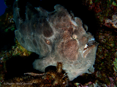 Antennarius commerson