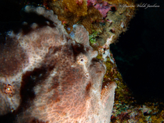 Antennarius commerson