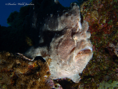 Antennarius commerson