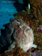 Antennarius commerson