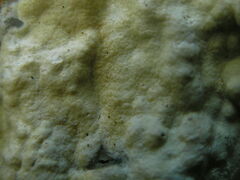 Trichoderma citrinum