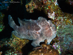 Antennarius commerson