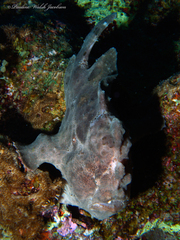 Antennarius commerson