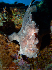 Antennarius commerson