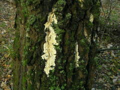 Trichoderma citrinum