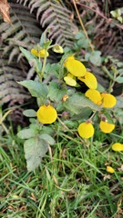 Calceolaria