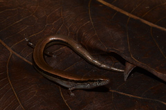 Sphenomorphus fragilis